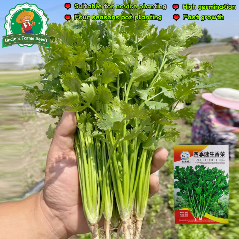 เมล็ดพันธุ์ ผักชี บรรจุ 300 เมล็ด Heat Tolerant Coriander Seeds Organic Vegetable Seeds เมล็ดผักชี เมล็ดพันธุ์ผักชี