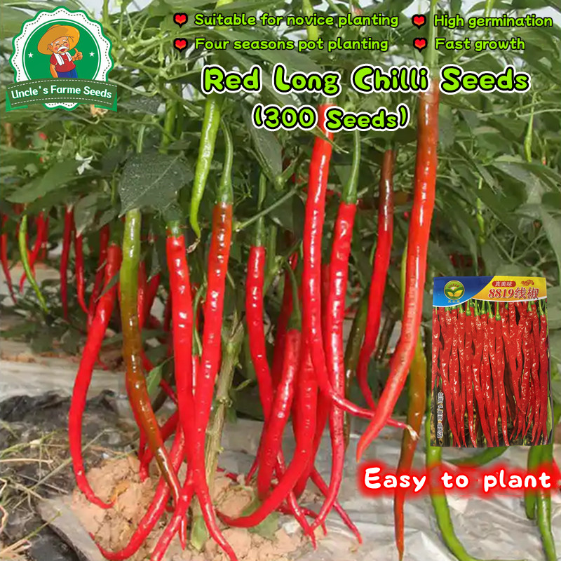 เมล็ดพันธุ์ พริกคาเยนน์ ลองสลิม Red Long Pepper Seeds บรรจุ 300 เมล็ด Vegetables Seeds เมล็ดพริกขี้หนู เมล็ดพันธุ์พริก