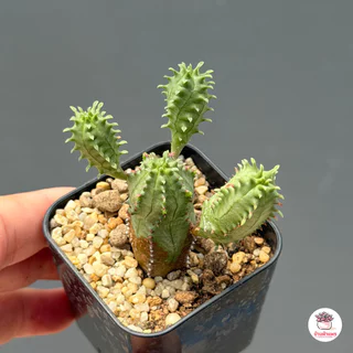 ยูโฟเบียนักกล้าม Euphorbia Pseudo Globosa แคคตัส กระบองเพชร cactus&succulent