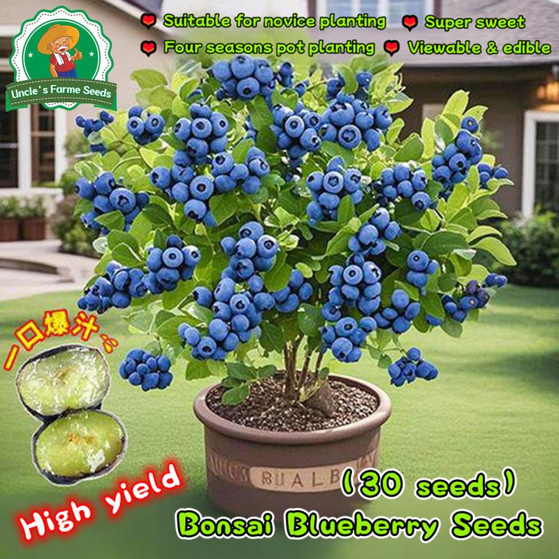 30 เมล็ด เมล็ดพันธุ์บลูเบอรี่ High Yield Blueberry Seeds เมล็ดพันธุ์ ต้นบลูเบอร์รี่ บลูเบอร์รี่ เมล็ดบลูเบอร์รี่ Fruits