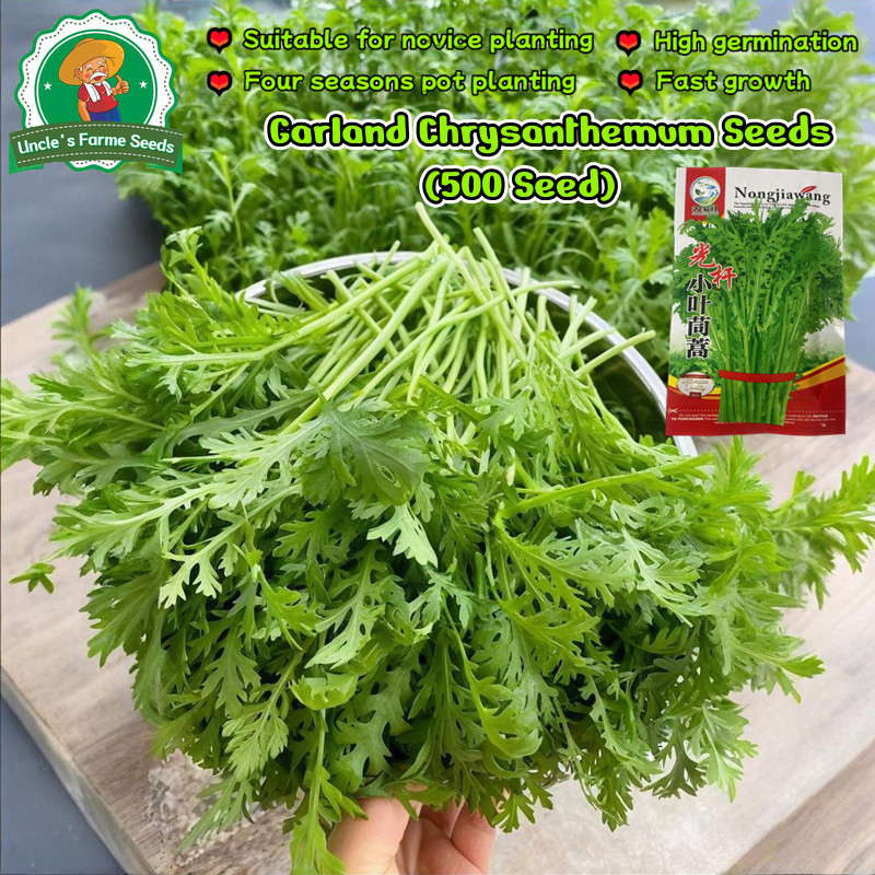 ตั้งโอ๋ไทย ตั้งโอ๋ญี่ปุ่นชุนจิกุ Garland Chrysanthemum Seeds เมล็ดพันธุ์ตั้งโอ๋ ตั้งโอ๋ บรรจุ 500 เมล็ด Vegetable Seeds
