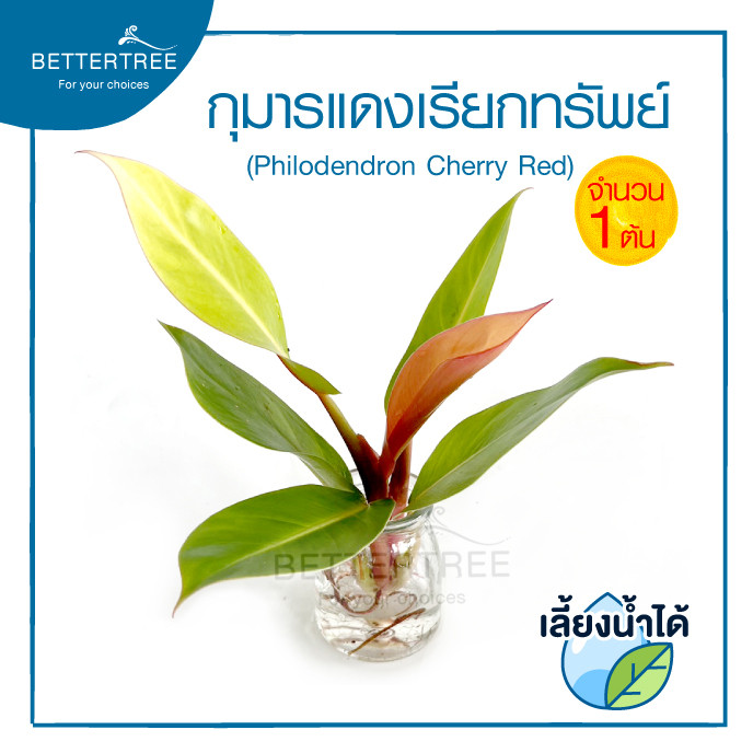 กุมารแดงเรียกทรัพย์ (จำนวน 1 ต้น) เลี้ยงน้ำได้ 🌿 Philodendron