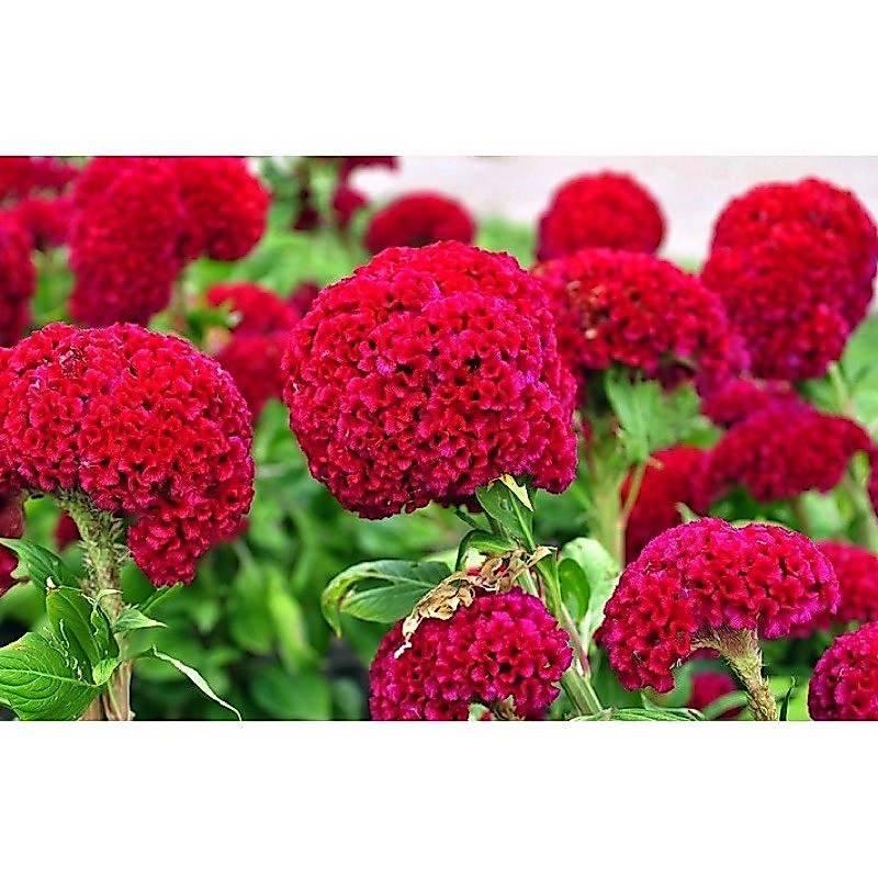 เมล็ดพันธุ์ ดอก หงอนไก่ สีแดง ( Red Celosia Cristtata)บรรจุ 100 เมล็ด