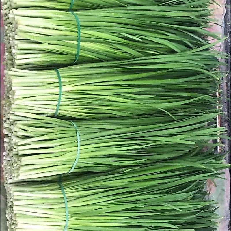 เมล็ดกุยช่าย240-250 เมล็ด