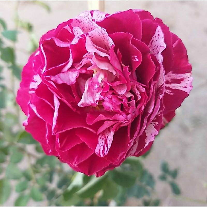 กุหลาบ Belle de segosa หอม ดอกใหญ่