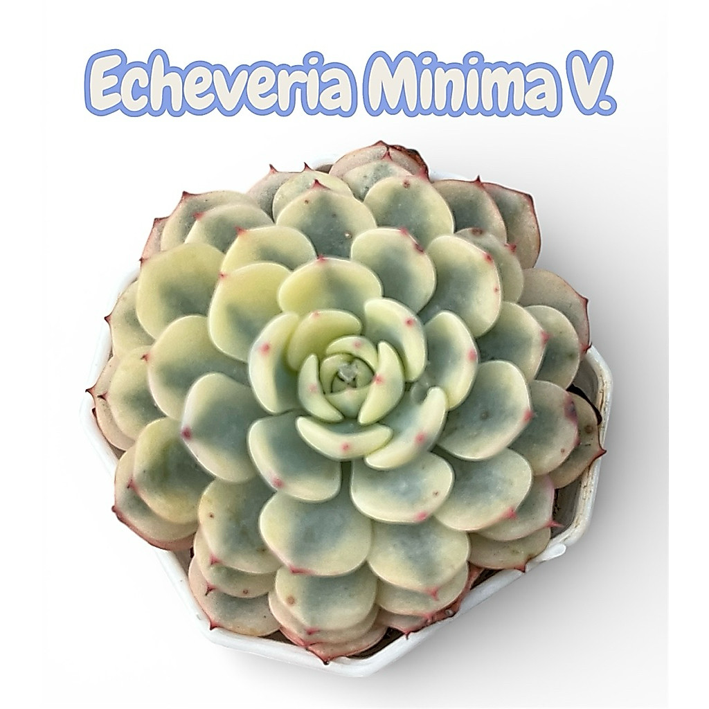 Echeveria Minima Variegated กุหลาบหิน ไม้อวบน้ำ ขนาด 2 นิ้ว
