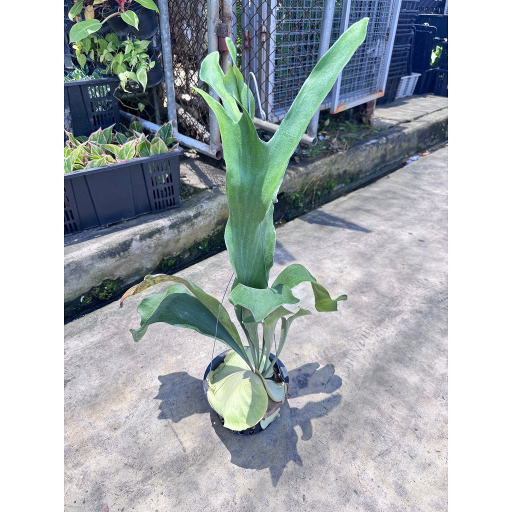 มุมมอง 5