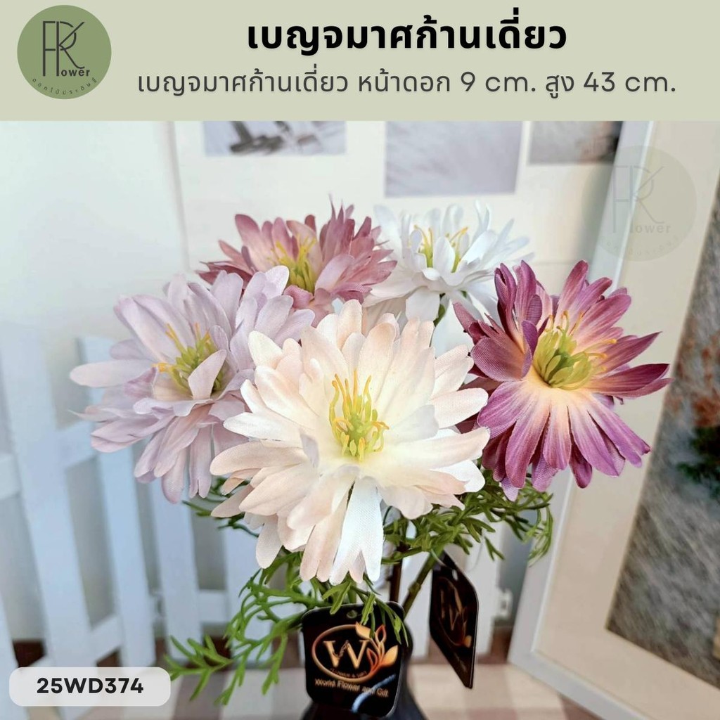 เบญจมาศก้านเดี่ยว หน้าดอก 9 cm. สูง 43 cm.