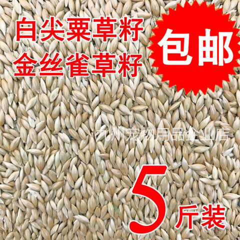 สินค้าใหม่เมล็ดแคนารี่นกแก้วนกอาหารน้ํามันSharp MilletสีขาวSharp Milletหญ้าเมล็ดนกอาหารCanary Seed S