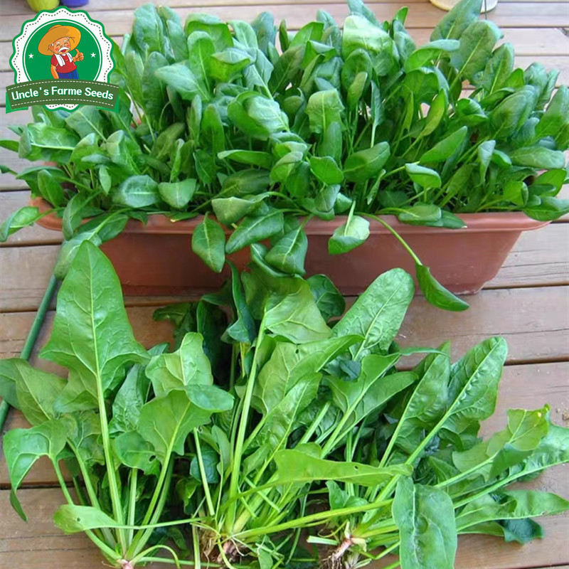 งอกง่าย 200เมล็ด/ซอง ทานอร่อย เมล็ดปวยเล้ง Chinese Spinach Seeds Vegetable Seeds Plant ปวยเล้งยักษ์ ญี่ปุ่น เมล็ดปวยเล้ง - รูปที่ 6
