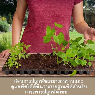 NICE ถาดเพาะกล้า 21/32/50/72/105/128/200หลุม หนา 1.0 มม. ถาดเพาะชำ ถาดเพาะต้นกล้า ถาดเพาะต้นอ่อน ถาดเพาะเมล็