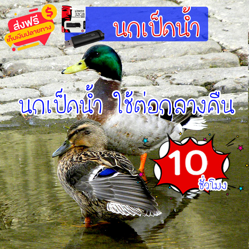 เสียงต่อ เสียงนกเป็ดน้ำ นกเป็ดแดง ใช้ต่อกลางคืน ความยาว 10 ชม.เสียงดัง ชัดเจน ได้ผล100%
