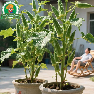 เมล็ดพันธุ์ ผักกระเจี๊ยบ บรรจุ 60เมล็ด Green Okra Seeds for Planting Vegetables Plants เมล็ดกระเจี๊ยบ เมล็ดพันธุ์ผัก