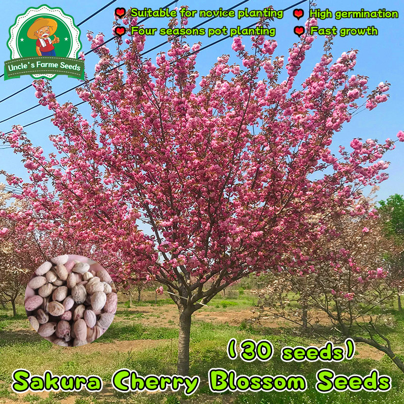30 เมล็ด เมล็ดพันธุ์ ซากุระญี่ปุ่น เมล็ดดอกซากุระ Japanese Sakura Seeds for Planting Flower Seeds เมล็ดดอกไม้ ต้นไม้แคระ
