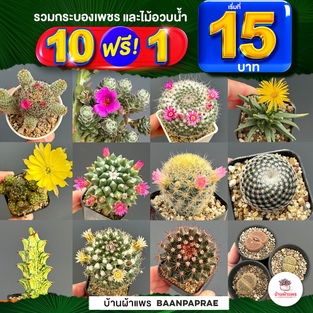 รวมกระบองเพชรและไม้อวบน้ำ หลายสายพันธุ์ ส่งทั้งกระถาง กุหลาบหิน cactus&succulent