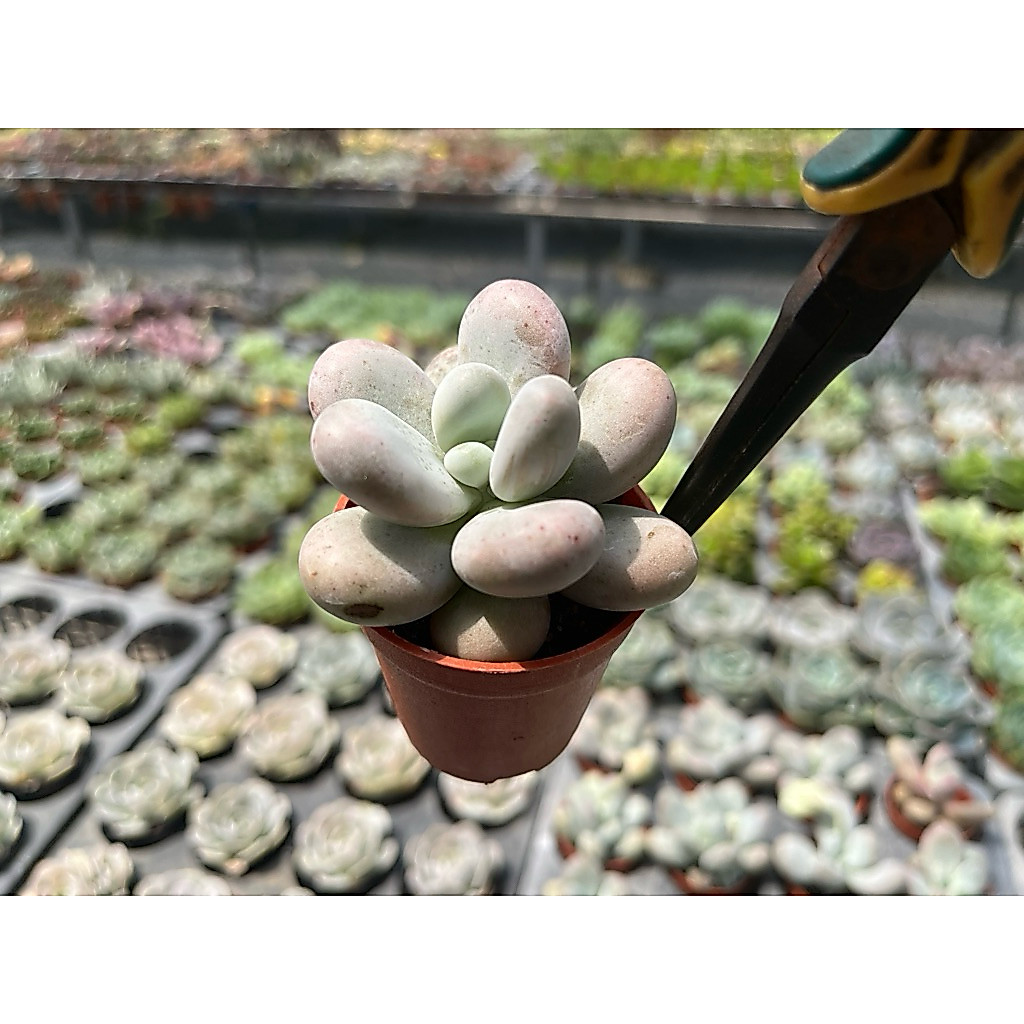 Pachyphytum Candy ลูกอมขาวใบกลม