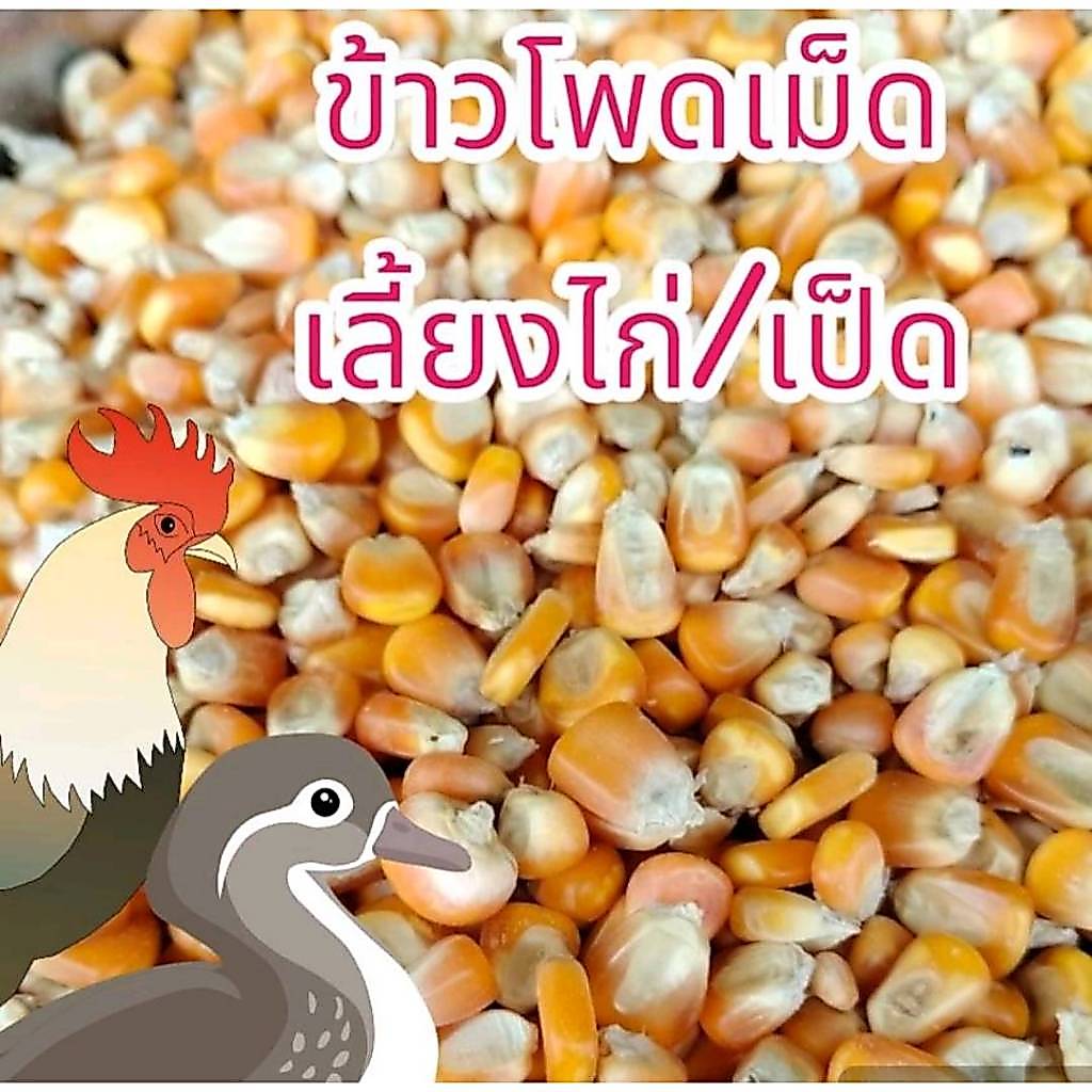 20 กิโลกรัม ข้าวโพดเม็ด สำหรับเลี้ยงไก่ เป็ด คัดคุณภาพ ใหม่ สะอาด เม็ดสวย ข้าวโพดอาหารสัตว์