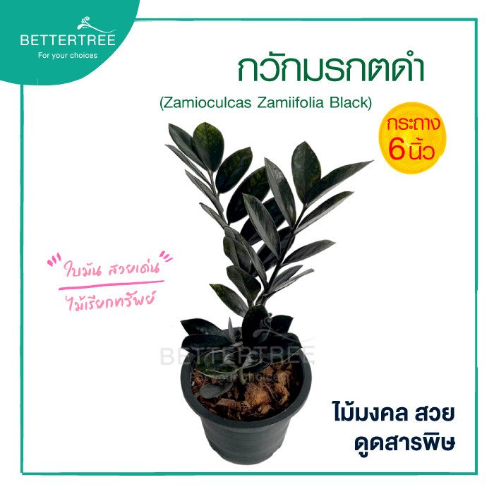 กวักมรกตดำ (กระถาง 6 นิ้ว) ไม้มงคล ไม้ฟอกอากาศ
