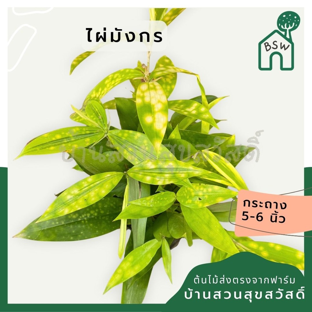 มุมมอง 2