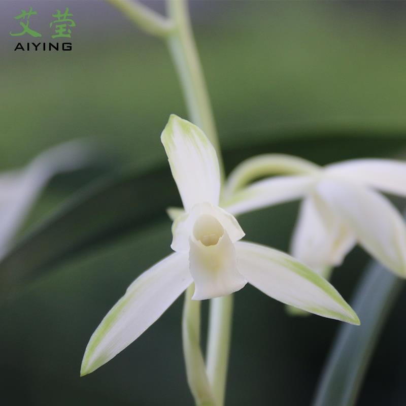 Jianlan Suxin Qingshan หยกฤดูใบไม้ผลิ Good Raising ดอกไม้ในร่มสามเณรต้องเตรียม