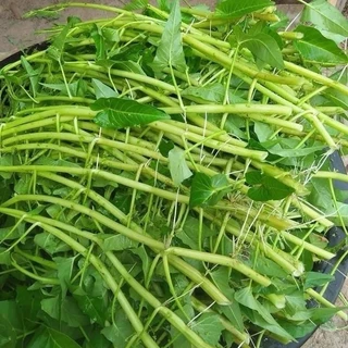 ซื้อ 5 แถม 5 ฟรี！เมล็ดพันธุ์ ผักบุ้งแก้ว 60 เมล็ด (พันธุ์แตกกอ)เมล็ดใหม่สมบูรณ์ อัตราความงอกสูง ซื้อ ปลูกง่ายโตเร็ว