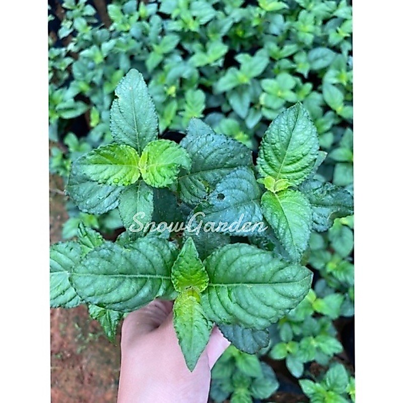 ต้นเนียมหอม/แบบชำ/ใบมีกลิ่นหอมเป็นสมุนไพร