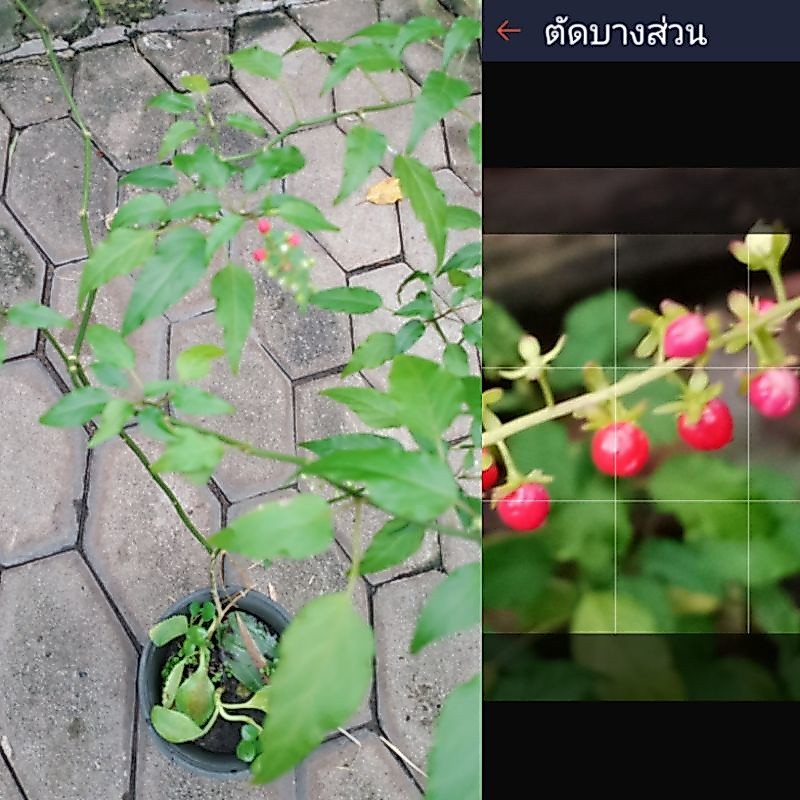 ต้นพริกฝรั่งหรือพริกนก(.Blood Berry)ไม้ประดับสวยงามผลสุกนกชอบทานผลดิบมีพิษเม็ดสีแดงแถมต้นฟิโลเขียวเมื่อซื้อสองชุด