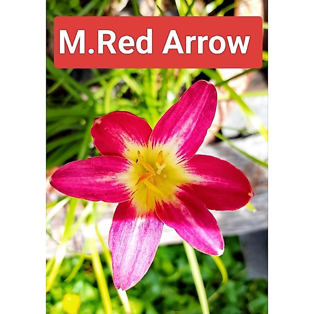 💥สุดคุ้ม‼️บัวดิน 🌺M.Red Arrow💘