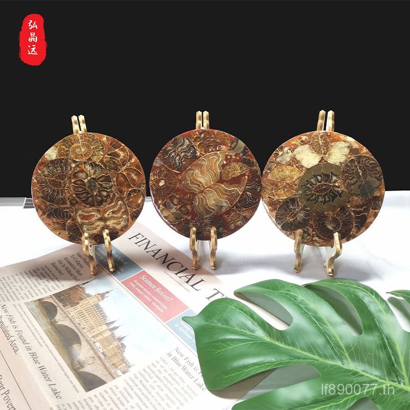 เครื่องประดับขายส่ง Sliced Snail Fossil Sliced Ammonite เครื่องประดับธรรมชาติ Snail Tea Coaster หอยท