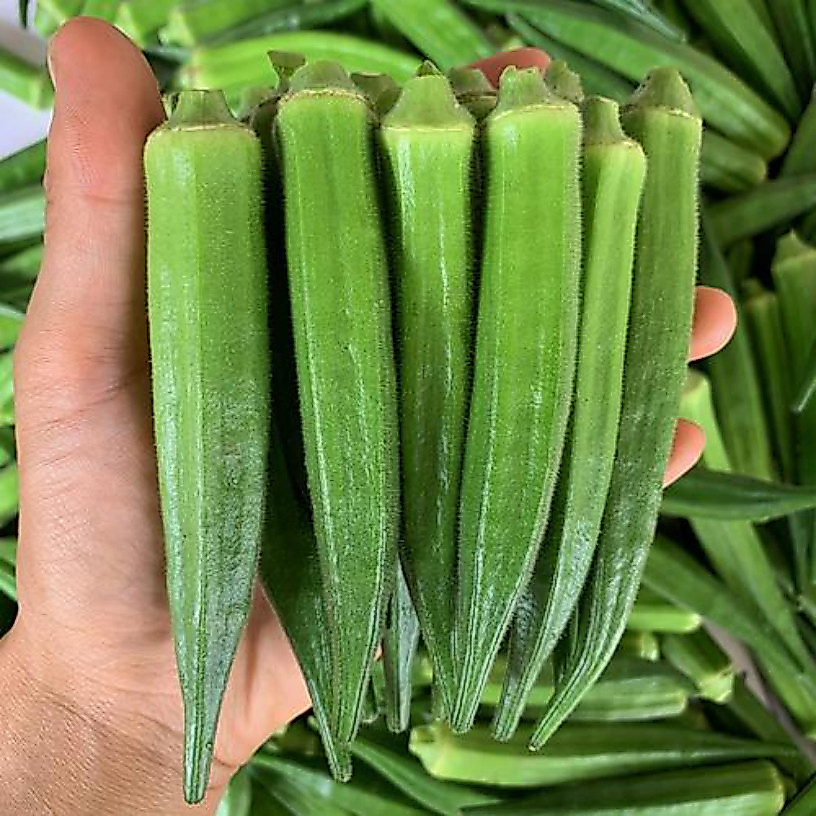 เมล็ดพันธุ์กระเจี๊ยบเขียวออร์แกนิก 20 เมล็ด | ปลูกกลางแจ้งง่าย ผลผลิตเร็ว เก็บเกี่ยวได้ต่อเนื่อง