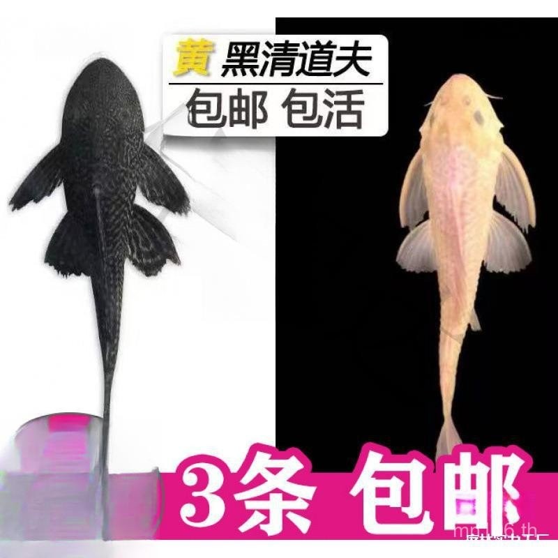 Freshwa น้ําจืดขยะถังปลา Tropical ตกแต่ง Coldwater Fish Cleaner ทําความสะอาดพิเศษกิน Scavenger สตูลส