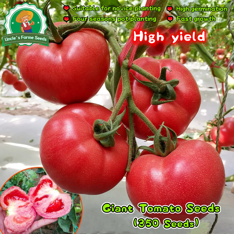 เมล็ดพันธุ์ มะเขือเทศ มะเขือเทศยักษ์ บรรจุ 350 เมล็ด Giant Tomato Seeds Vegetable เมล็ดมะเขือเทศ F1 เมล็ดพันธุ์ผัก Plant