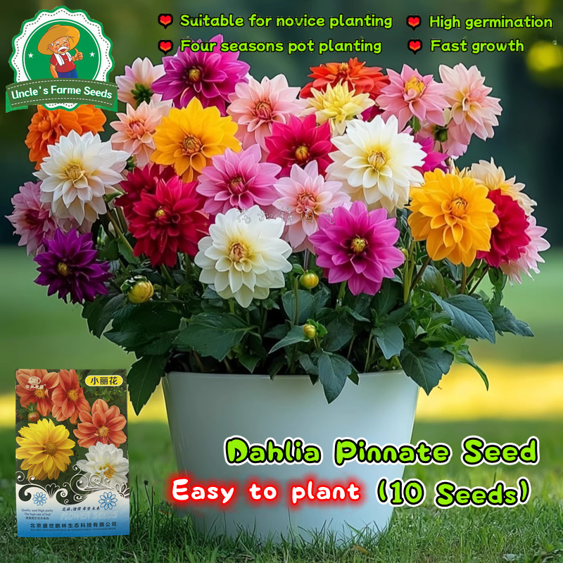 เมล็ดดอกรักเร่ คละสี 10 เมล็ด เมล็ดรักเร่ Single Petals Dahlia Color Mix Flowers Seeds Chinese Peony Flower Plant Seeds