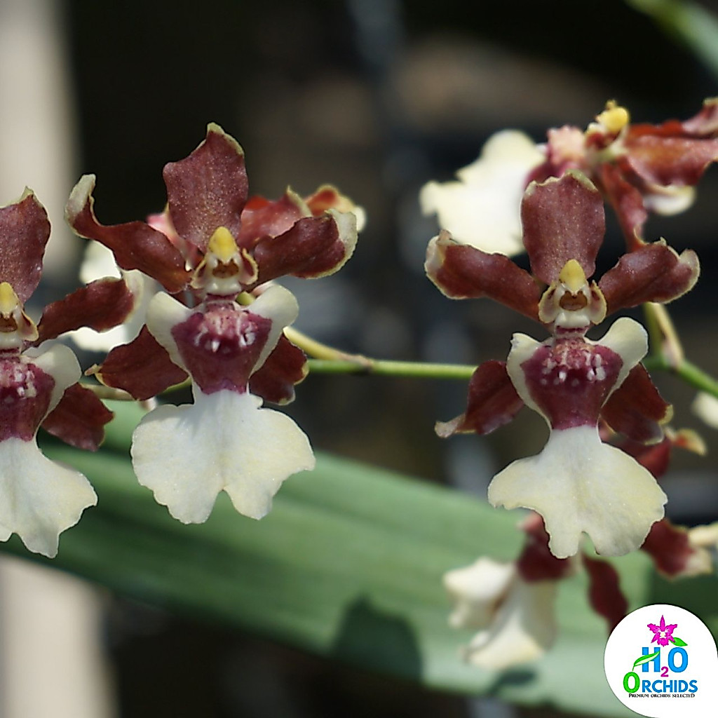 กล้วยไม้ ตุ๊กตาเริงระบำ ออนซิเดียม ONCIDIUM - Sharry Baby