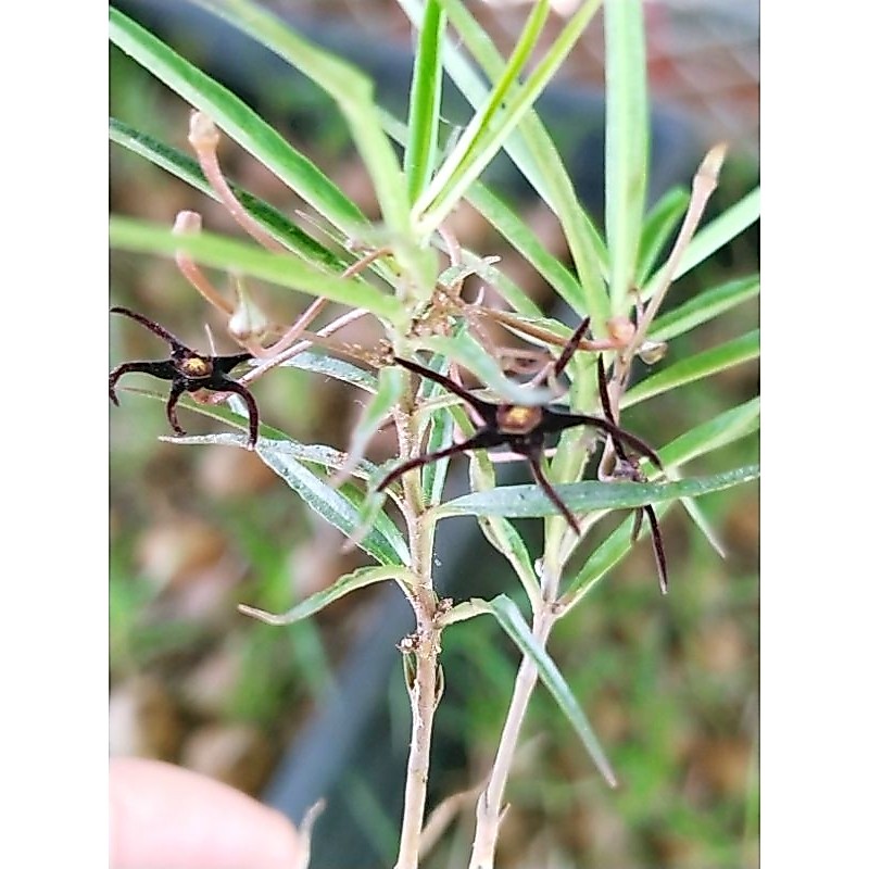 ☘️Brachystelma sp thai.แห้วกระต่าย size 3-4 cm ราคา 99 บาท