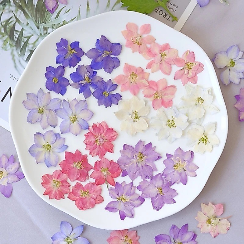 กด Flying Swallow ดอกไม้แห้ง DIY เคสโทรศัพท์เล็บเรซิ่น flores ประดิษฐ์แต่งหน้าใบหน้า,12 ชิ้น/2-3 ซม.