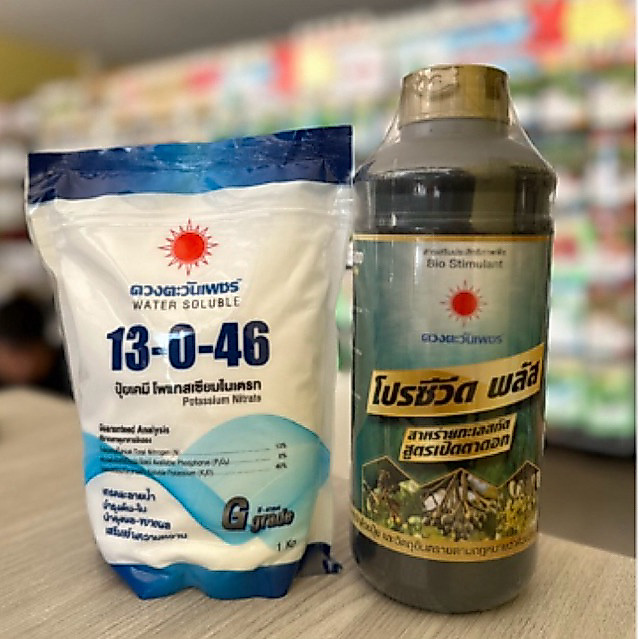 ชุดเปิดตาดอก ดวงตะวันเพชร 13-0-46+โปรซีวีดพลัส เปิดตาดอก ช่วยให้ดอกติดดี ฉีดพ่นใต้ท้องกิ่ง