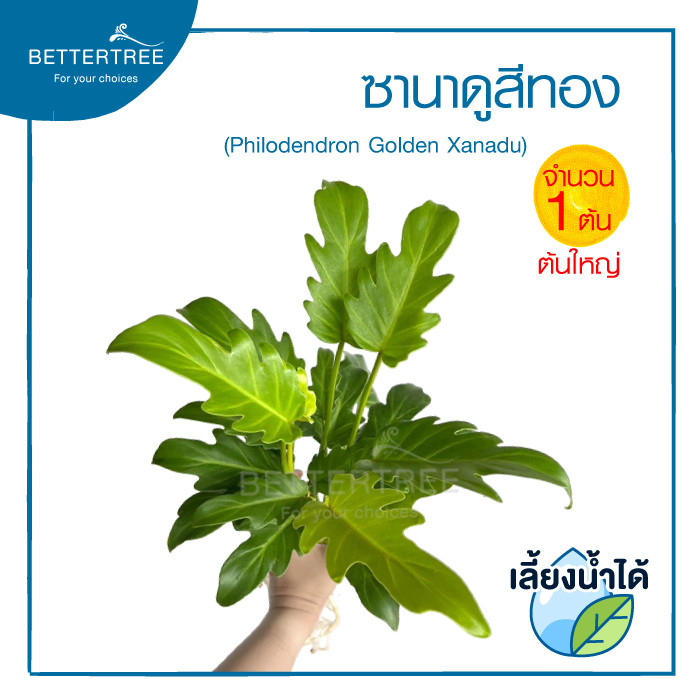 ต้นซานาดูสีทอง: ไม้มงคลฟอกอากาศ ดูแลง่าย เลี้ยงน้ำได้ในบ้าน