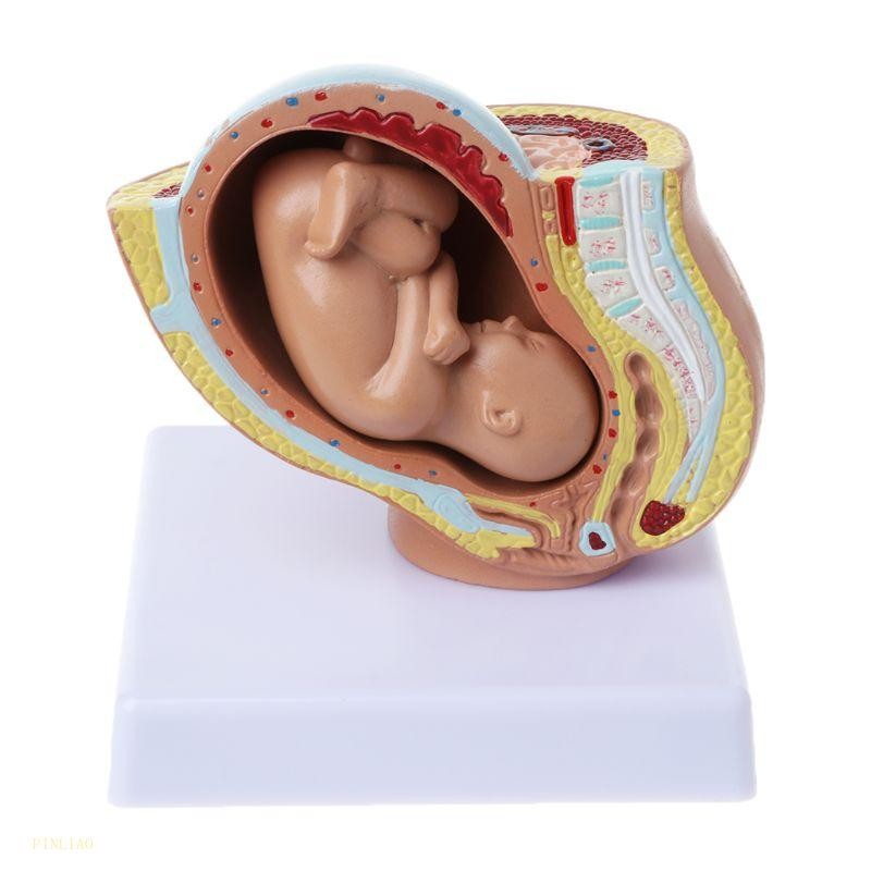 PLT 9th Month Baby Fetus Foetus Human Feed Development Medical