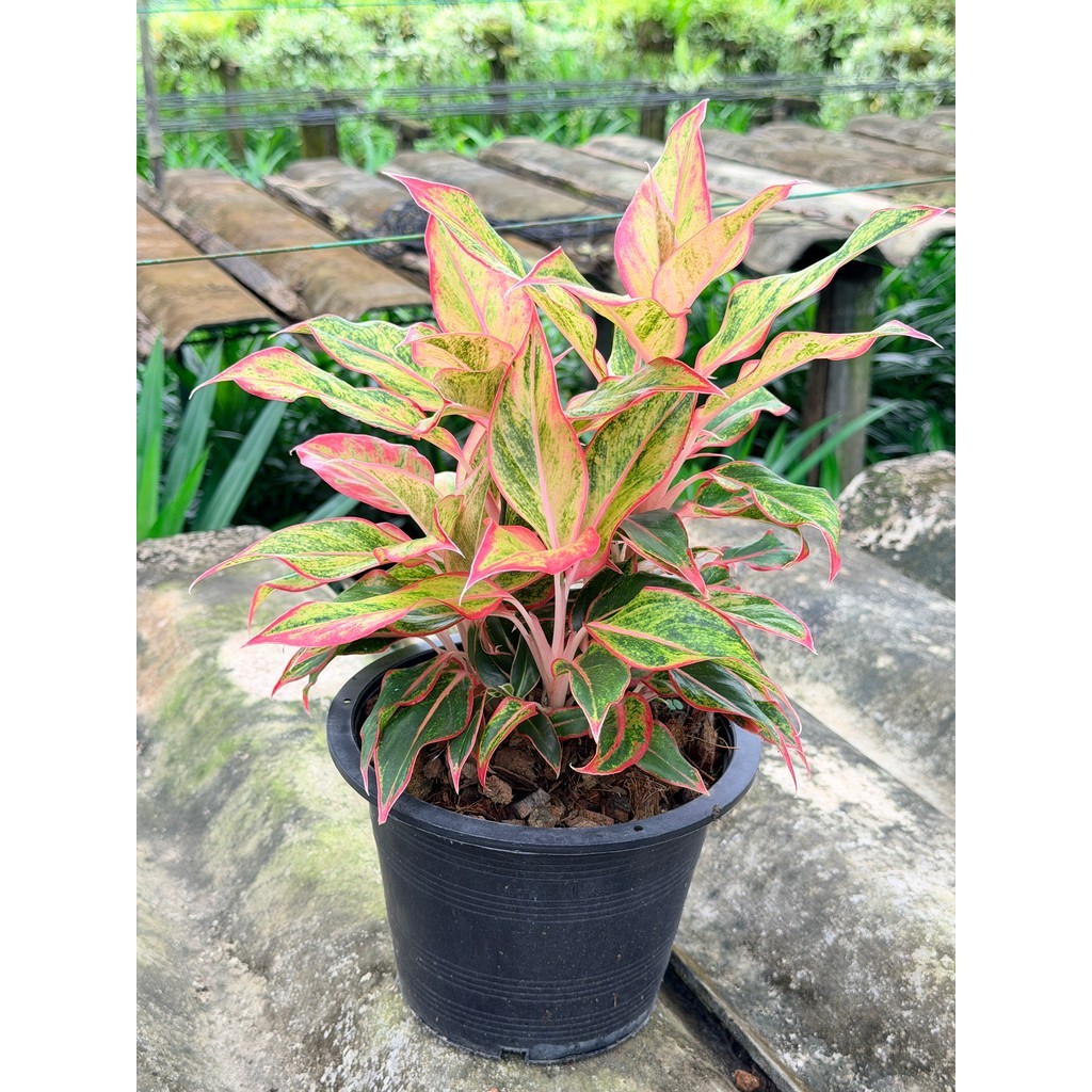 มุมมอง 3