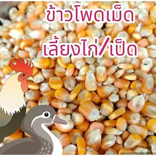 บรรจุ 20 กก. ข้าวโพดเม็ดอาหารสัตว์ ข้าวโพดเม็ดเลี้ยงไก่ เป็ด คัดคุณภาพ ใหม่ สะอาด เม็ดสวย