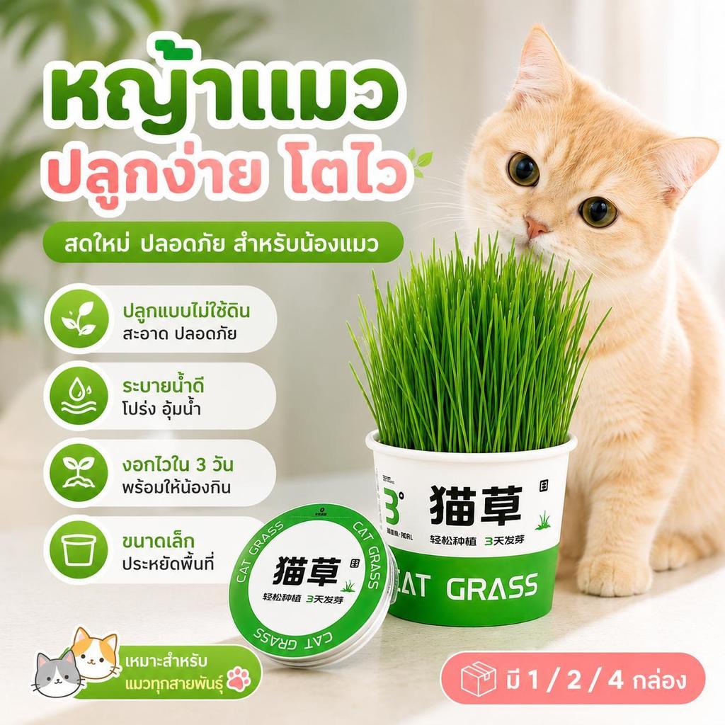 【Pet Zap】COD ชุดปลูกหญ้าแมว ถ้วยปลูกหญ้าแมวพร้อมเมล็ด หญ้าแมวไร้ดิน ปลูกง่ายโตไว ปลอดภัยต่อแมว คุณภาพดี WC-070