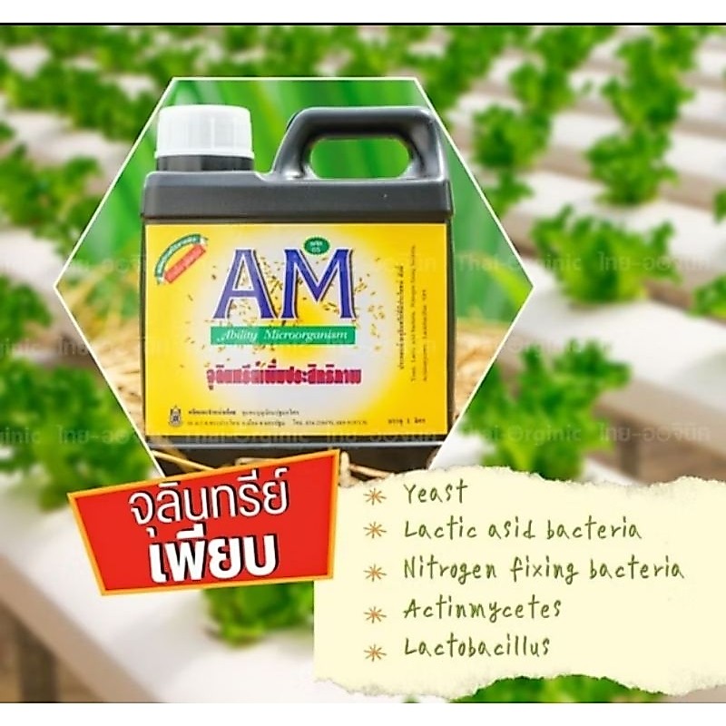 B16/AM / AM90 หัวเชื้อ am pm จุลินทรีย์ เพิ่มประสิทธิภาพ 1 ลิตร การเกษตร #จด พล พด
