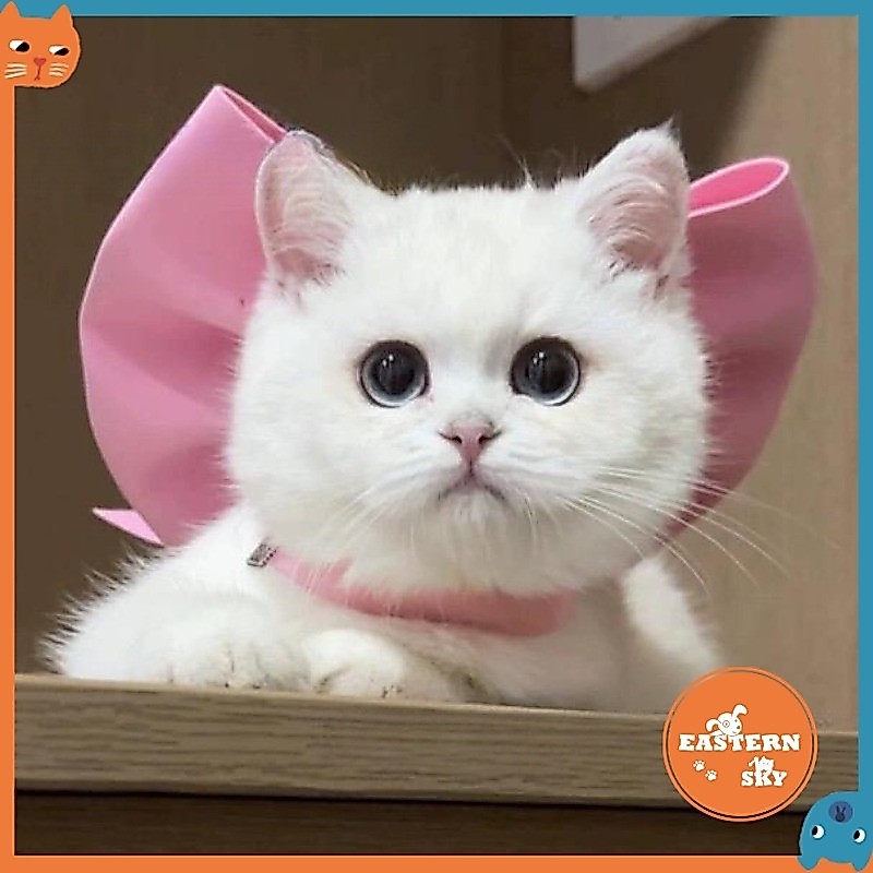 Mary Cat Bow Collar Pet Bow Tie ผ้าพันคอแมวสร้อยคอตกแต่งลูกสุนัขสุนัข ​​ปลอกคอ ปลอกคอแมวหุ่น
