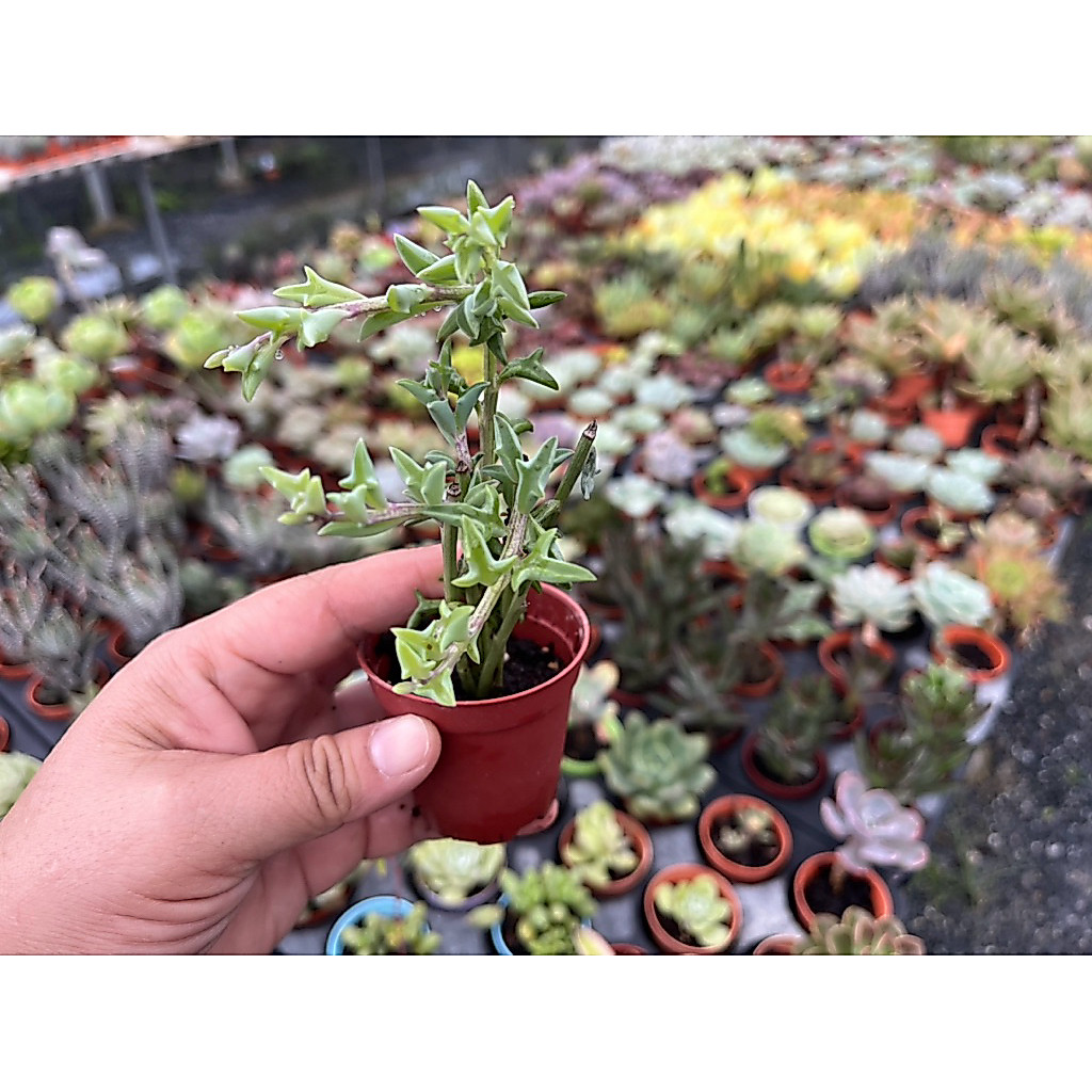 SENECIO บลูโลมาน้อย string