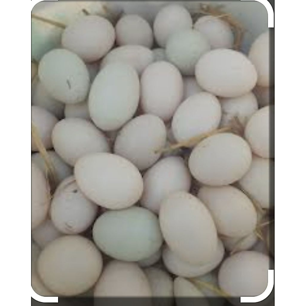 ไข่เป็ดบ้านออแกนิคเก็บสด(ไข่เป็ดเลี้ยงเอง)
