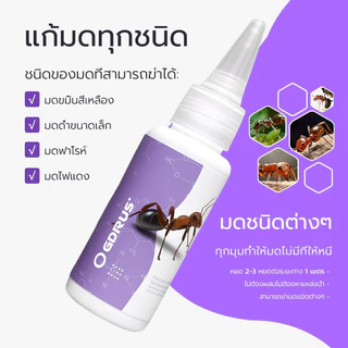 Antiant เจลกำจัดมด แอนติแอนท์ เหยื่อกำจัดมด เจลล่อมด หยดเดียวตายยกรัง 50g/30g เพิ่มปริมานขึ้น