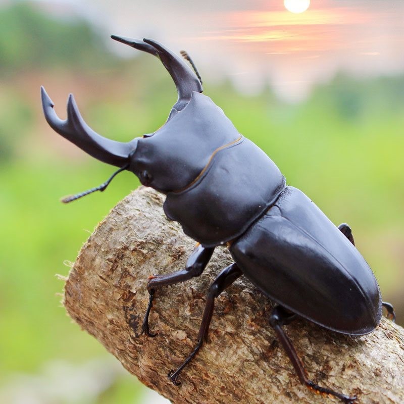 Stag Beetle ผู้ใหญ่ฟรี Jelly Deep Mountain จีนด้วงขนาดเล็ก Stag Beetle สัตว์เลี้ยง Living แมลง Unico