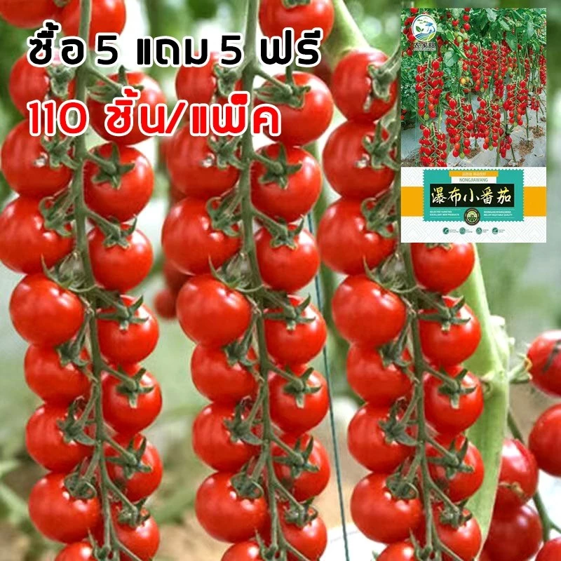 110 เมล็ด ซื้อ 5 แถม 5 ฟรี เมล็ดมะเขือเทศเชอรี่ พันธุ์ดก งอกง่าย โตไว พุ่มใหญ่