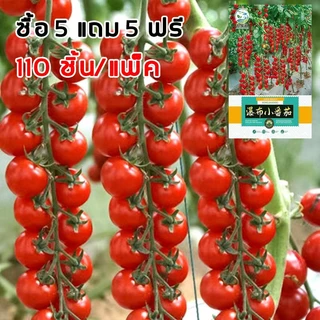 110 เมล็ด ซื้อ 5 แถม 5 ฟรี เมล็ดมะเขือเทศเชอรี่ พันธุ์ดก งอกง่าย โตไว พุ่มใหญ่